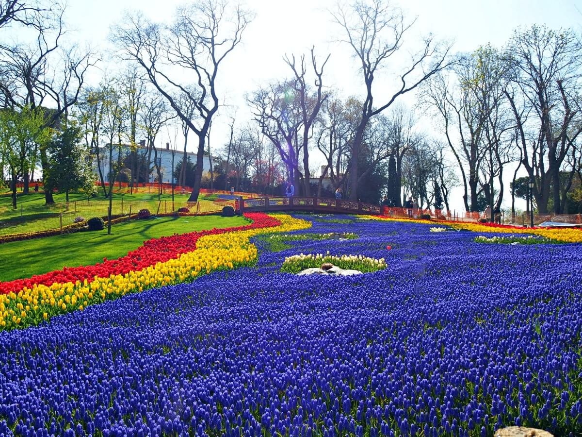 tulip-1.jpg