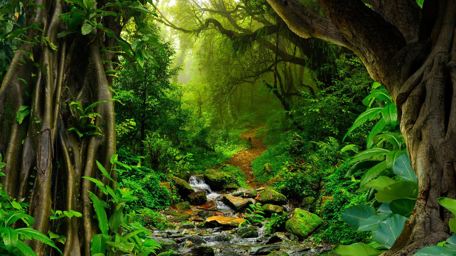 image-gallery
